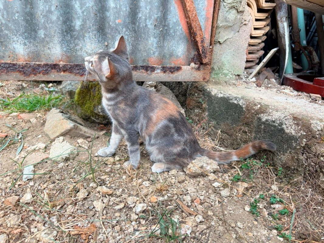Brisa - Chat à adopter - photo 2