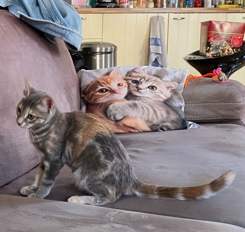 Brisa - Chat à adopter