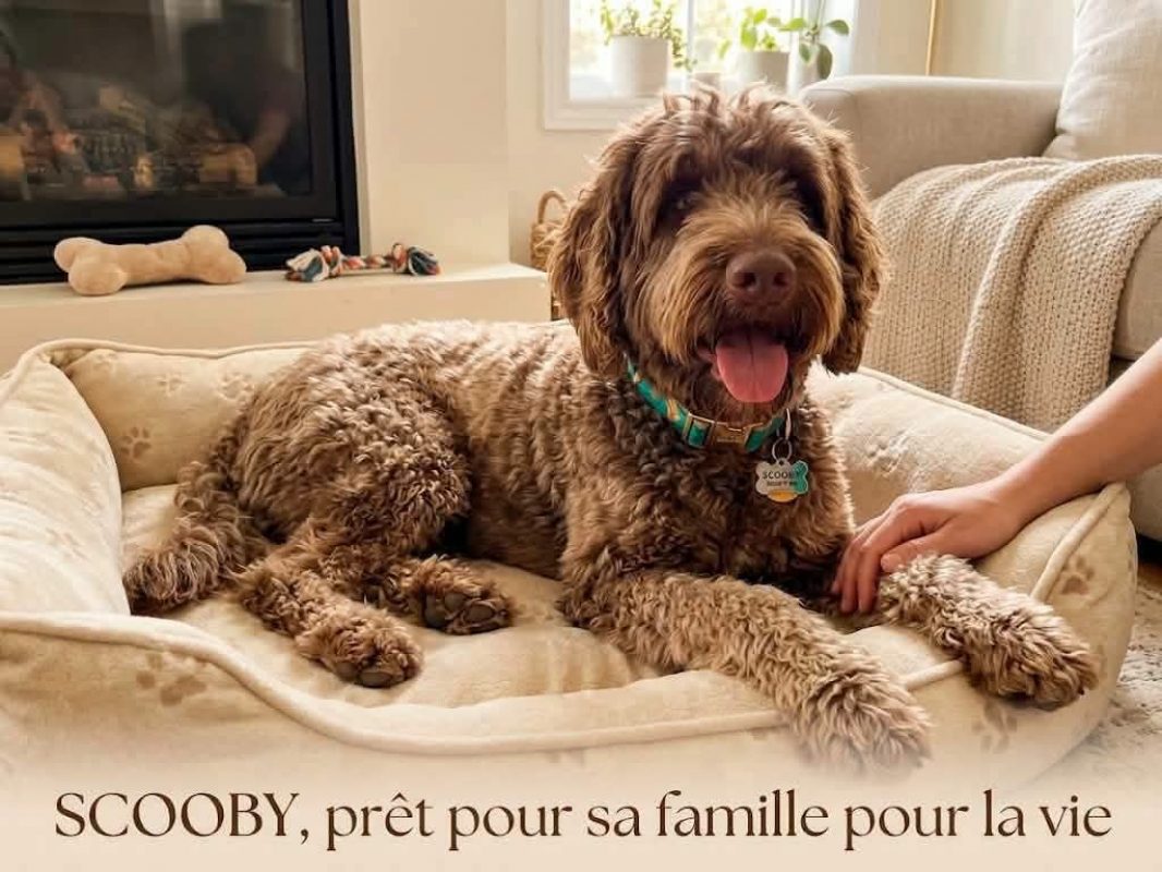 Scooby a adopter - Chien à adopter