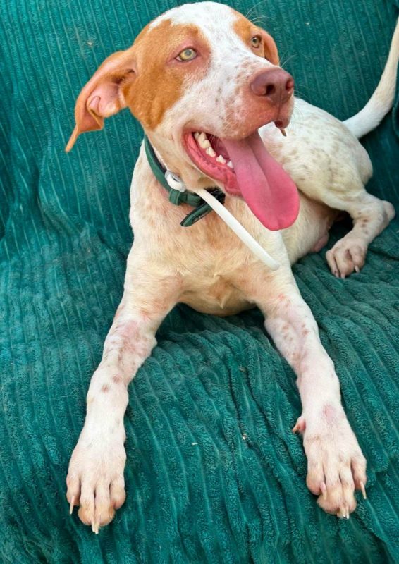 HUGO - Chien à adopter - photo 3