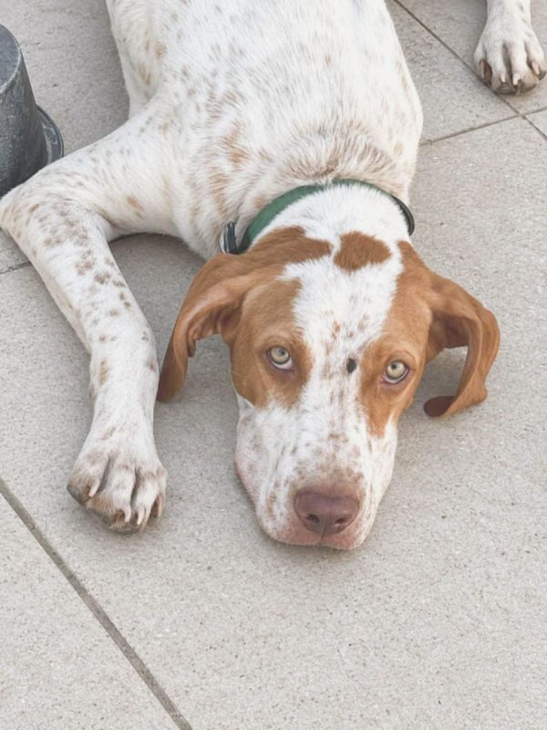 HUGO - Chien à adopter