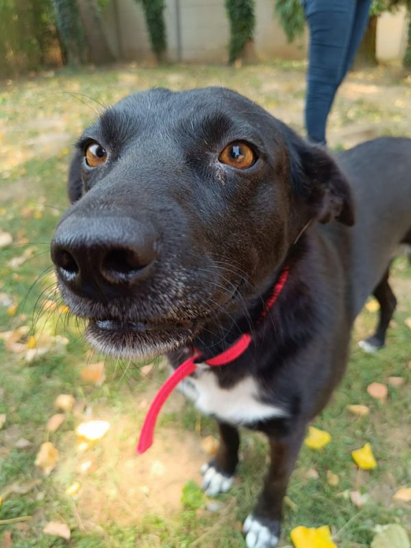 FLAFFY - Chien à adopter - photo 7