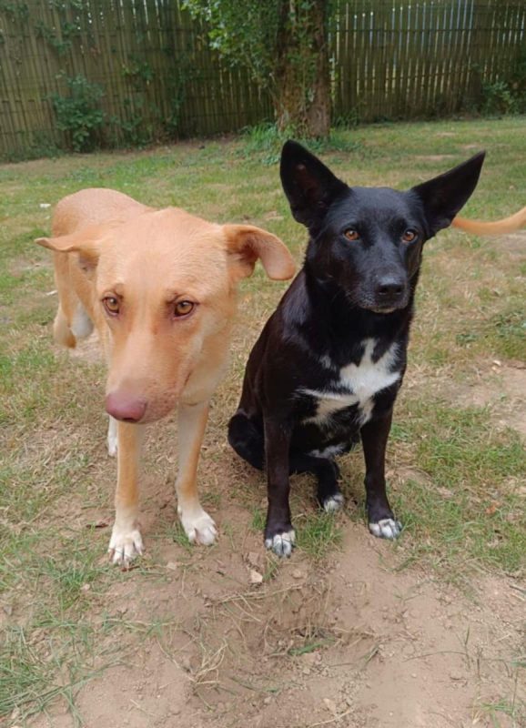 FLAFFY - Chien à adopter - photo 5