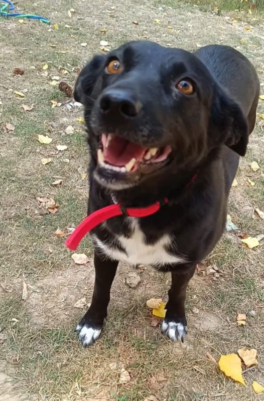 FLAFFY - Chien à adopter - photo 8