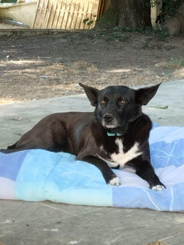 FLAFFY - Chien à adopter