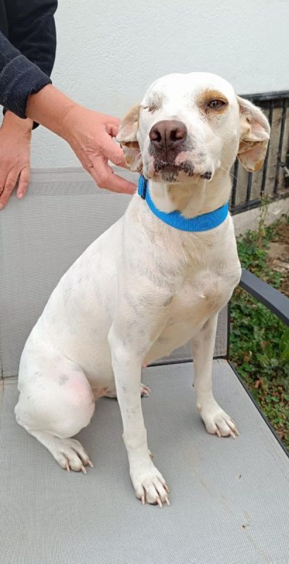 JADE - Chien à adopter - photo 5