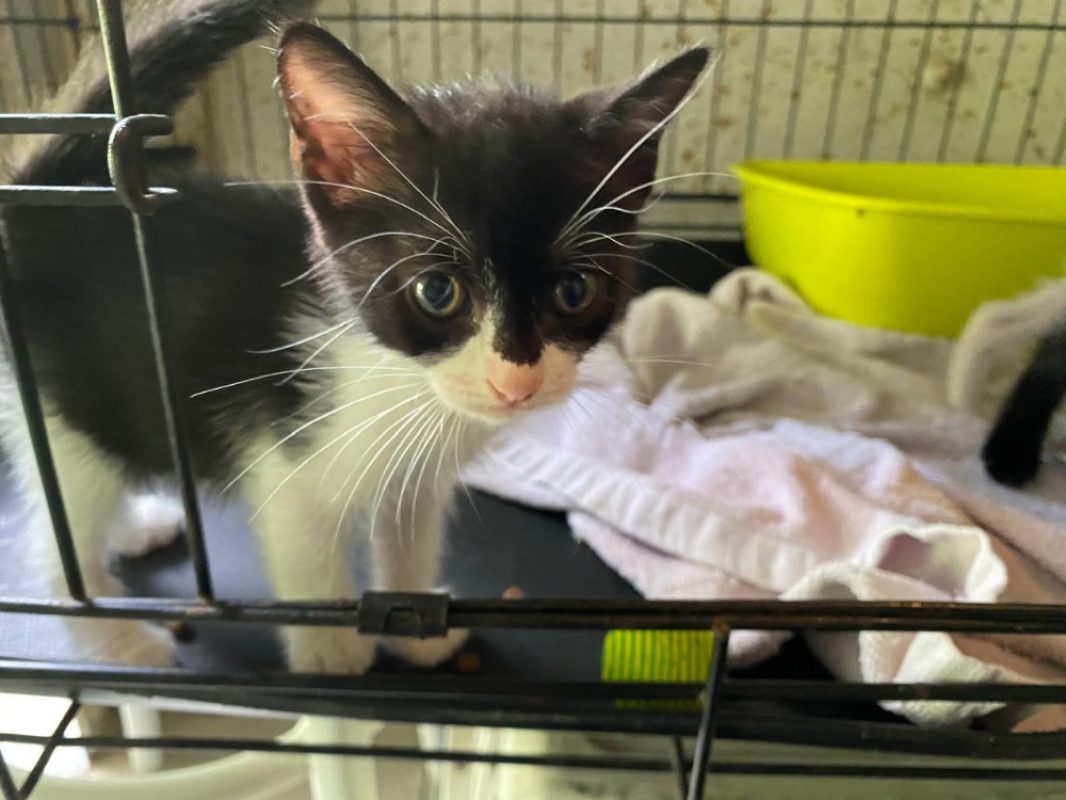 Aimee - Chat Européen à adopter