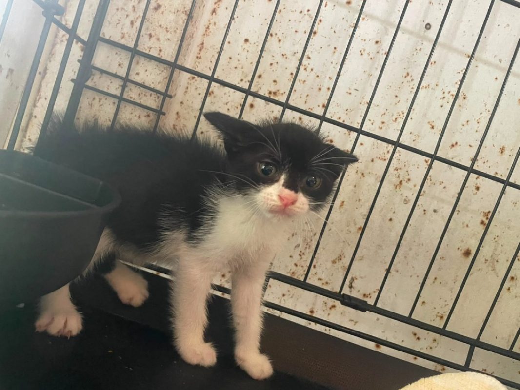 Aimee - Chat Européen à adopter - photo 2