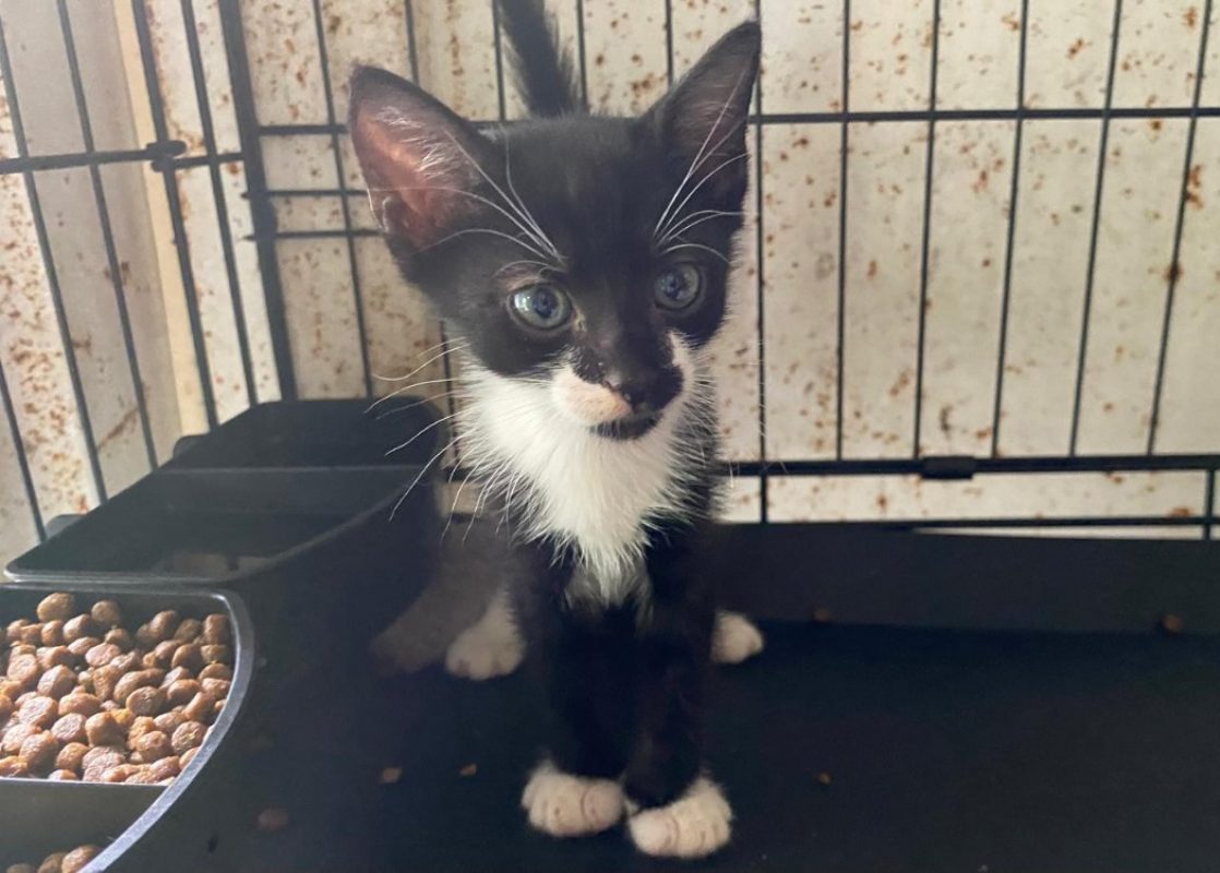 Amo - Chat Européen à adopter