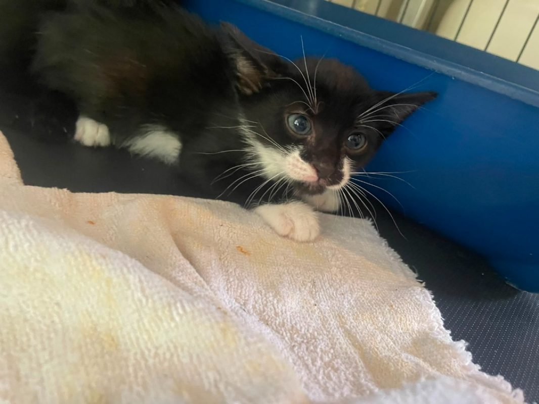 Amo - Chat Européen à adopter - photo 2