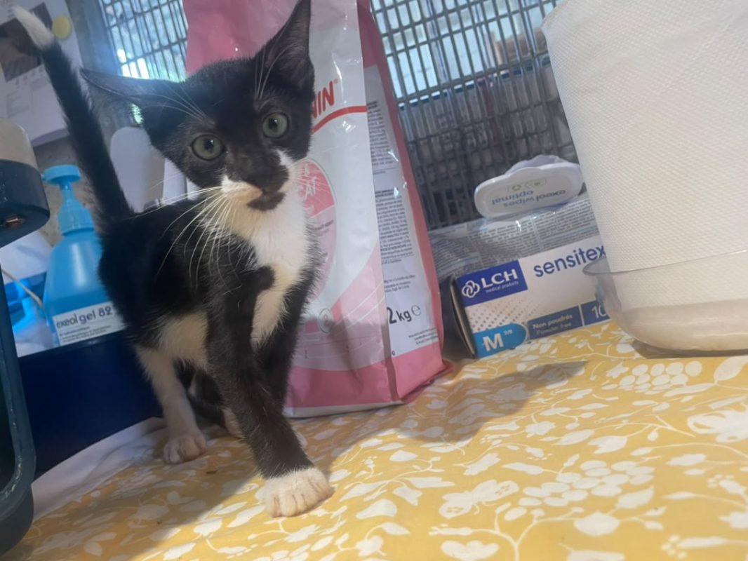 Amo - Chat Européen à adopter