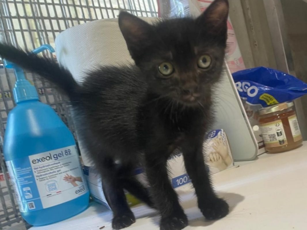 Ange - Chat Européen à adopter