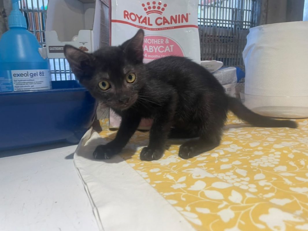 Ange - Chat Européen à adopter