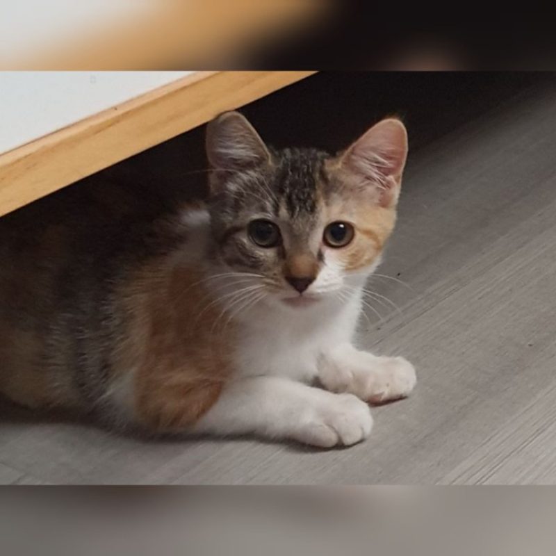Paulette - Chat Européen à adopter
