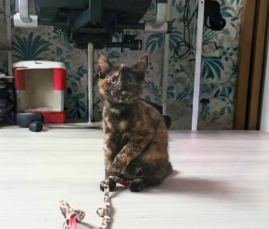 Suzette - Chat Européen à adopter