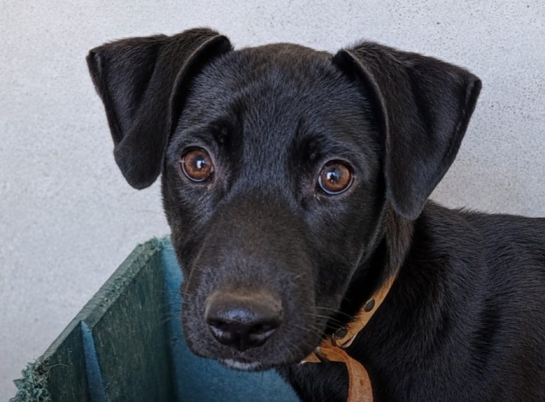 Hei-hei - Chien à adopter