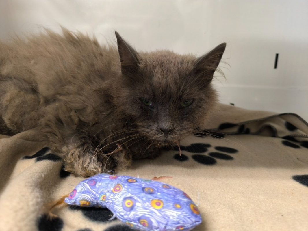 Plume - Chat Européen à adopter