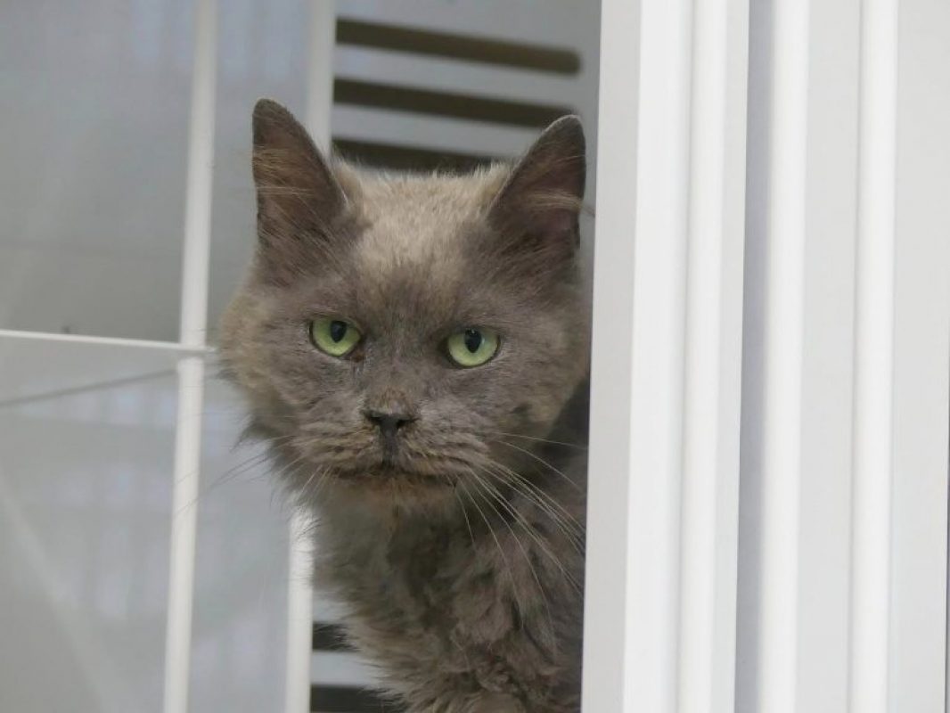 Plume - Chat Européen à adopter