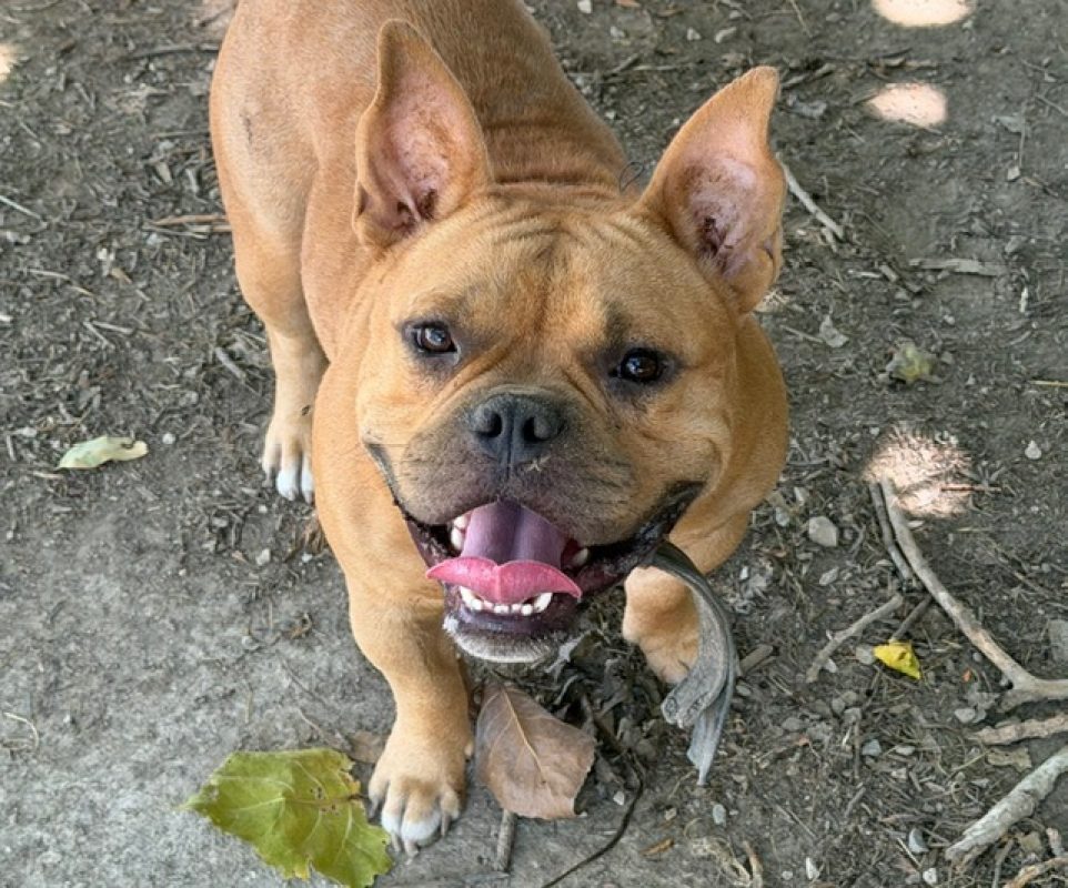 Aiko - Chien American Bully à adopter