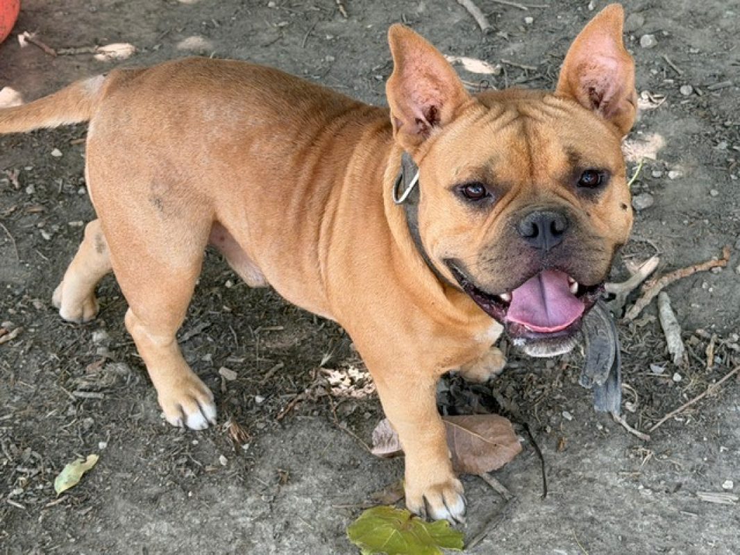 Aiko - Chien American Bully à adopter - photo 2