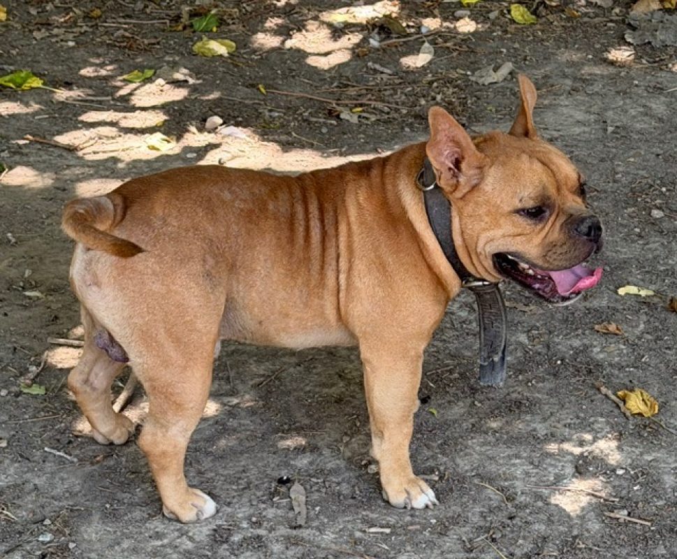Aiko - Chien American Bully à adopter - photo 3