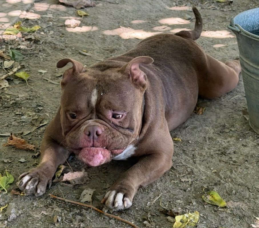 Cuba - Chien American Bully à adopter