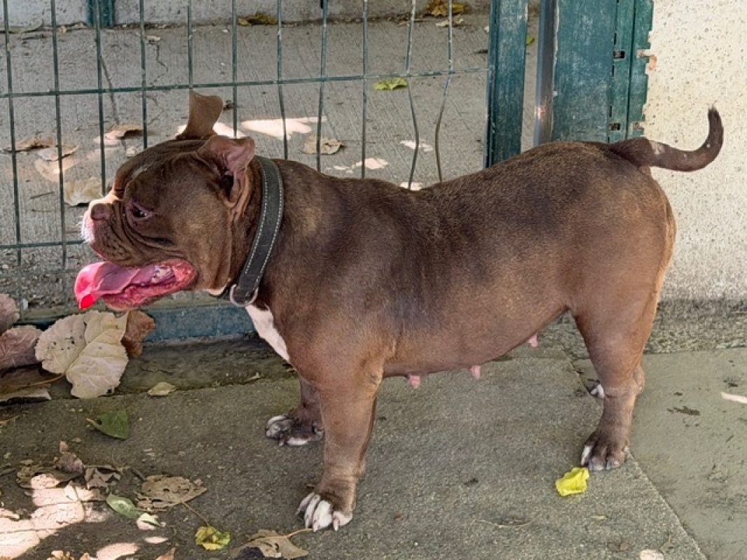 Cuba - Chien American Bully à adopter - photo 2