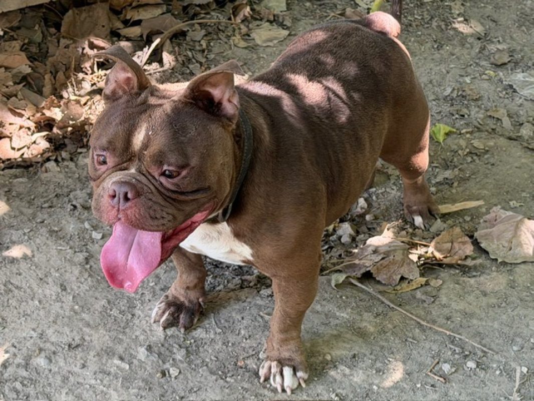 Cuba - Chien American Bully à adopter - photo 3