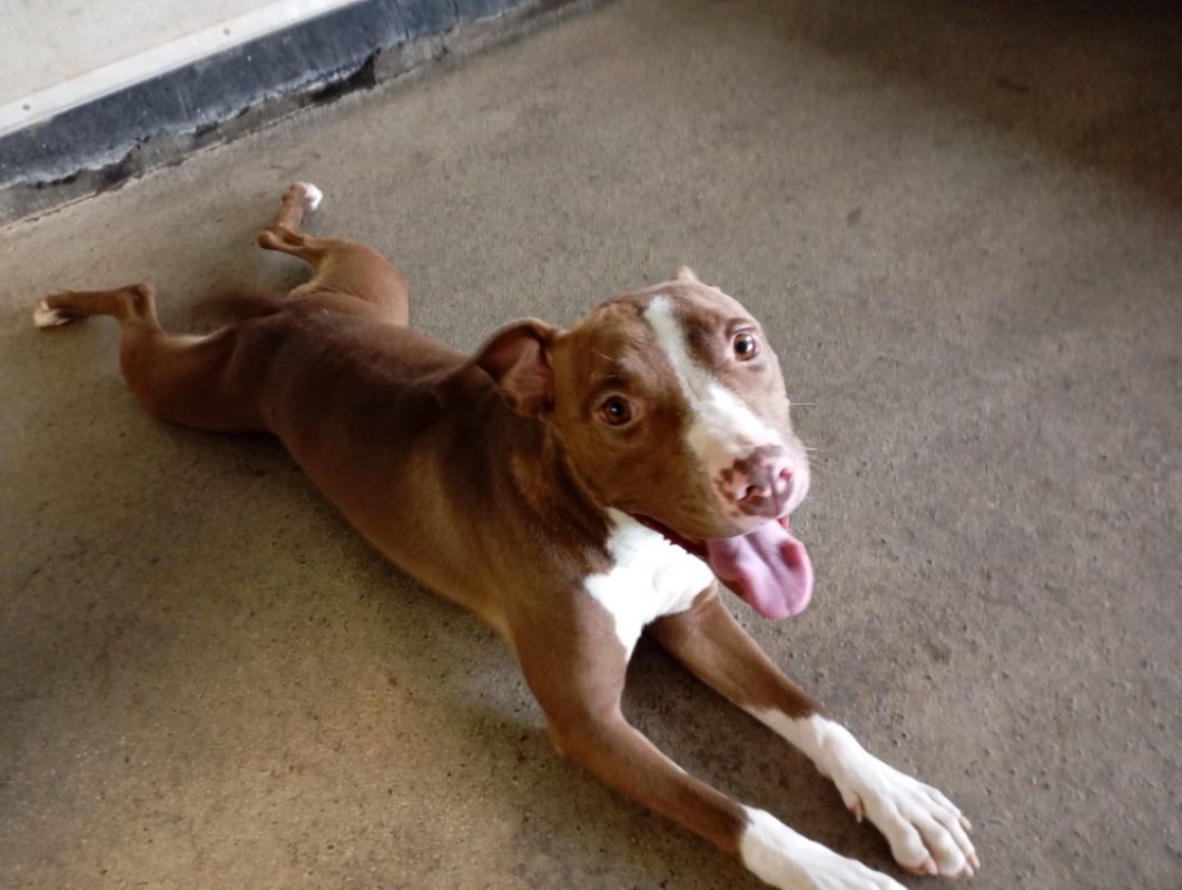Alamarge - Chien Bouledogue Américain à adopter