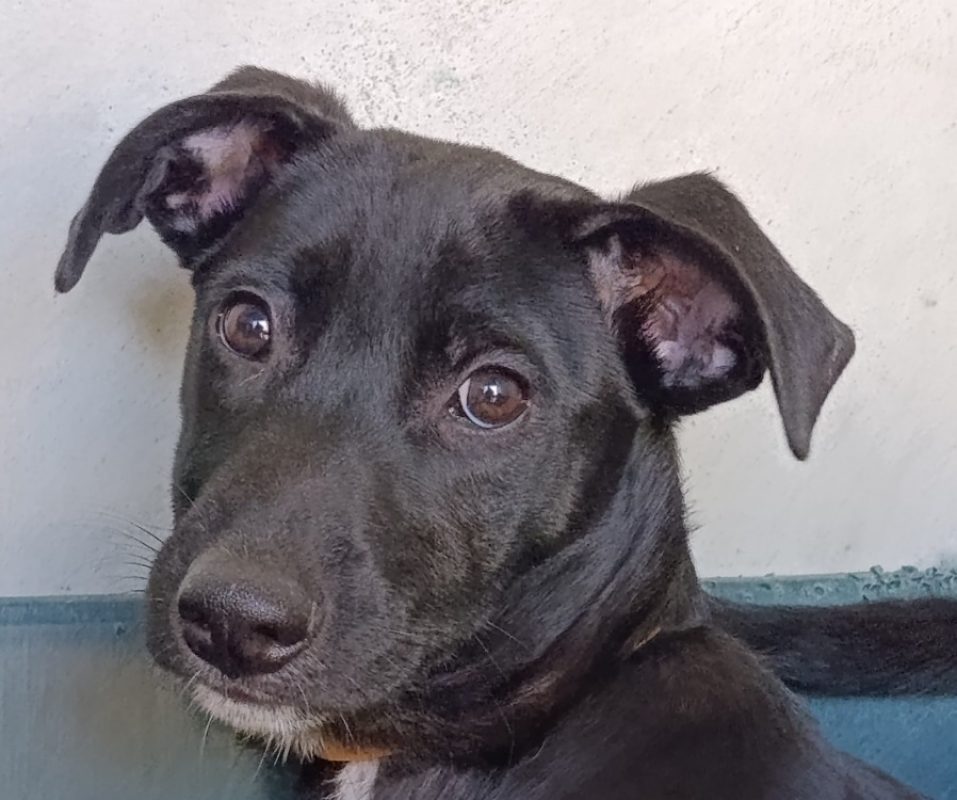 Den - Chien à adopter
