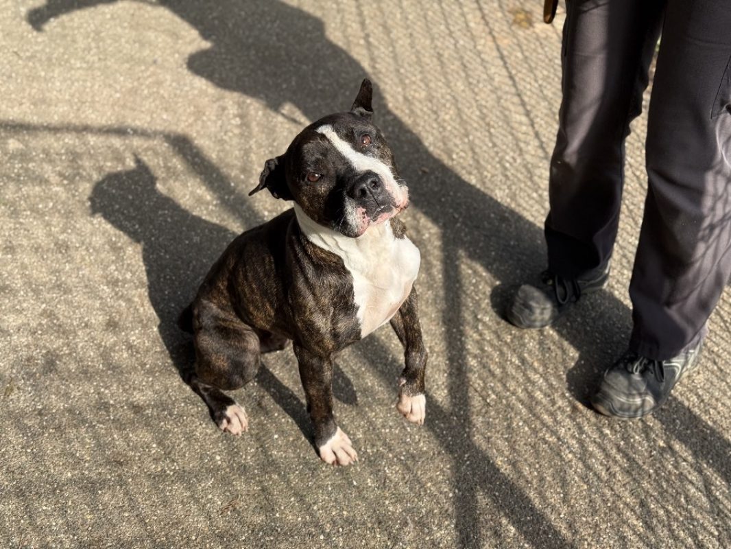 Zera - Chien à adopter
