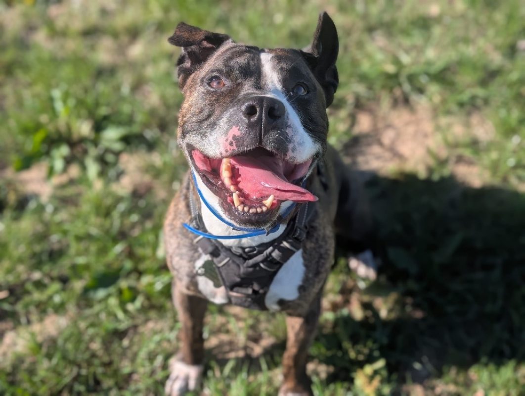 Zera - Chien à adopter