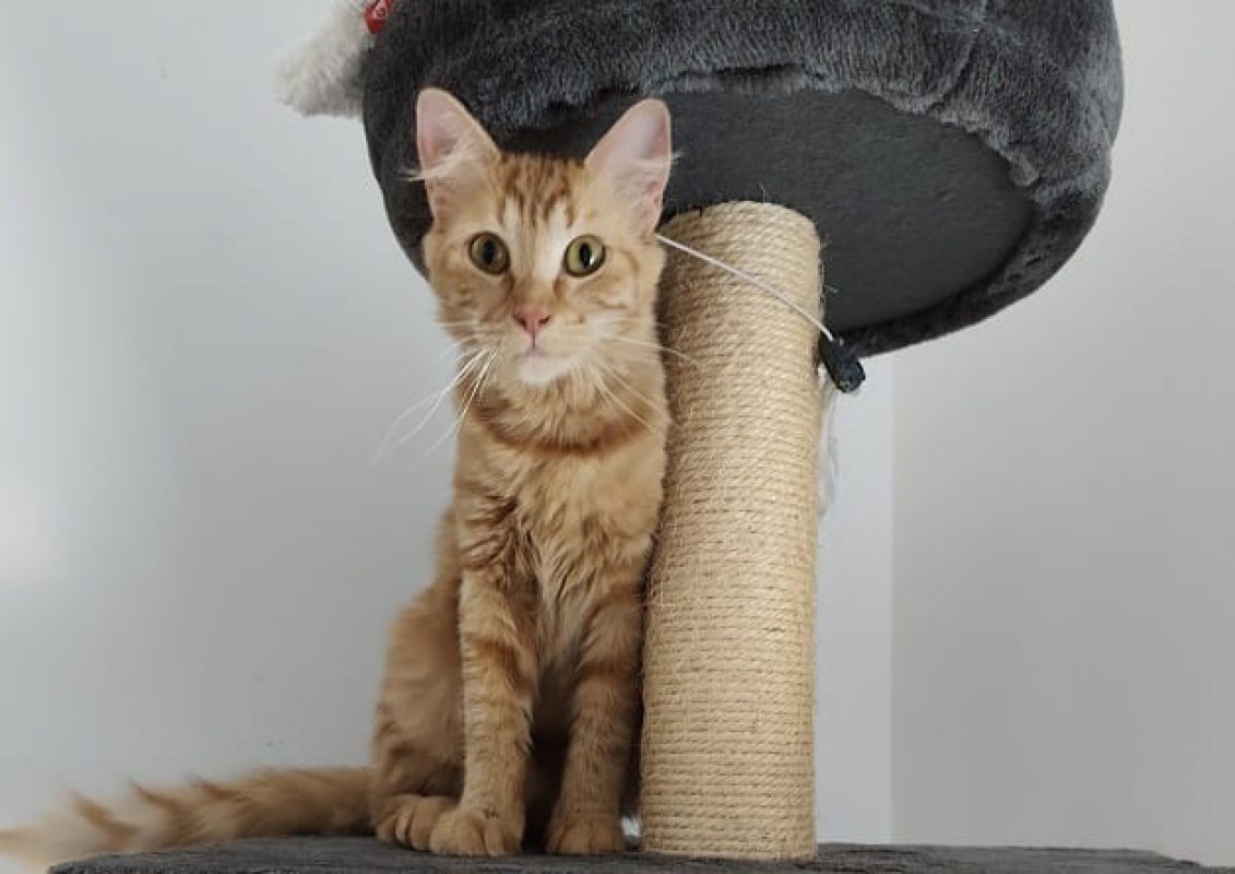 Petunia - Chat Européen à adopter