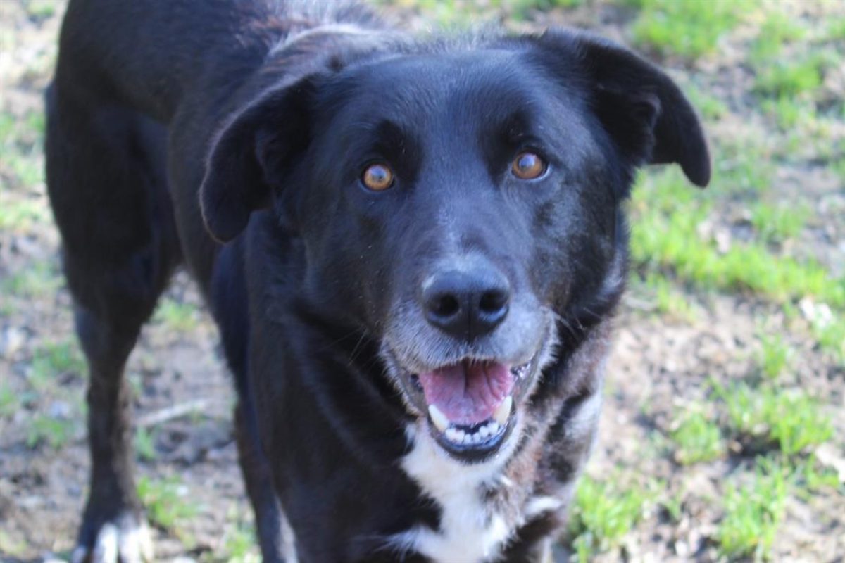 Archi - Chien à adopter