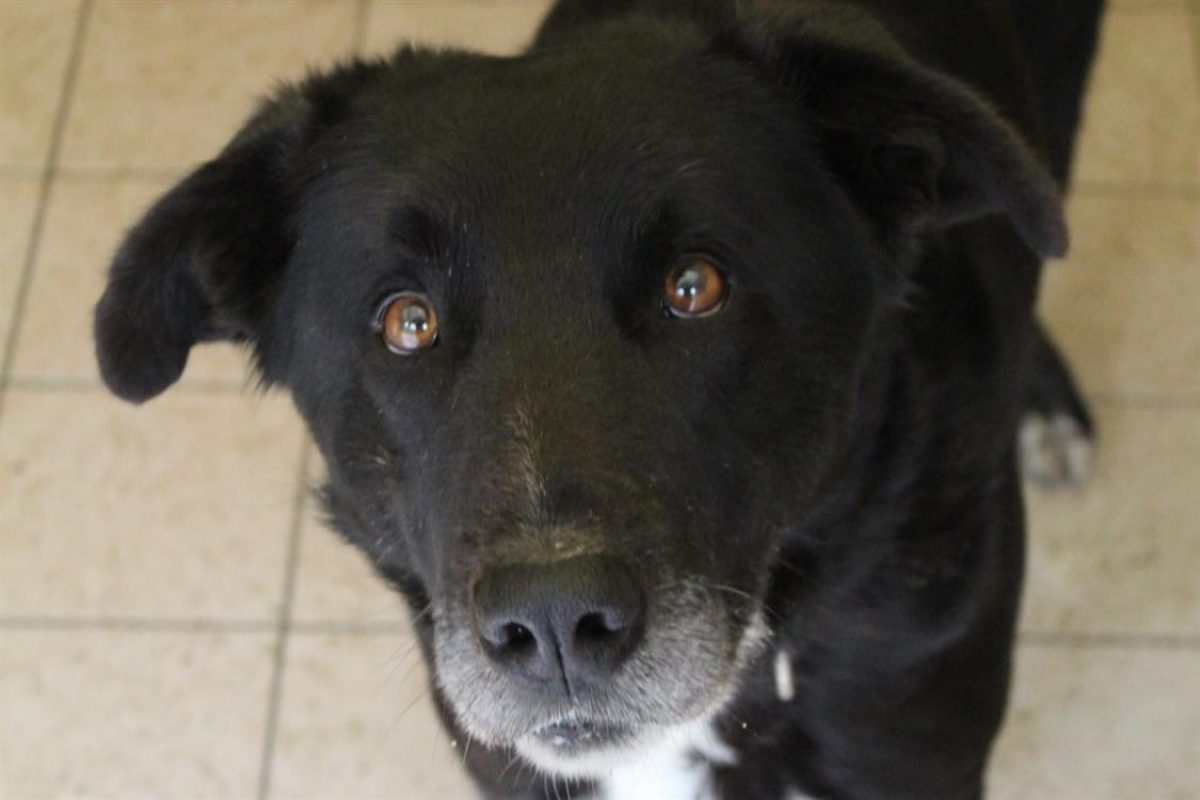 Archi - Chien à adopter - photo 2