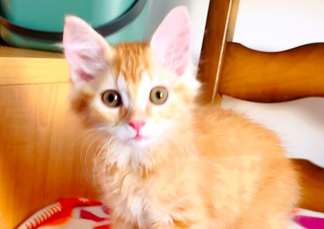 Bougui - Chat Européen à adopter
