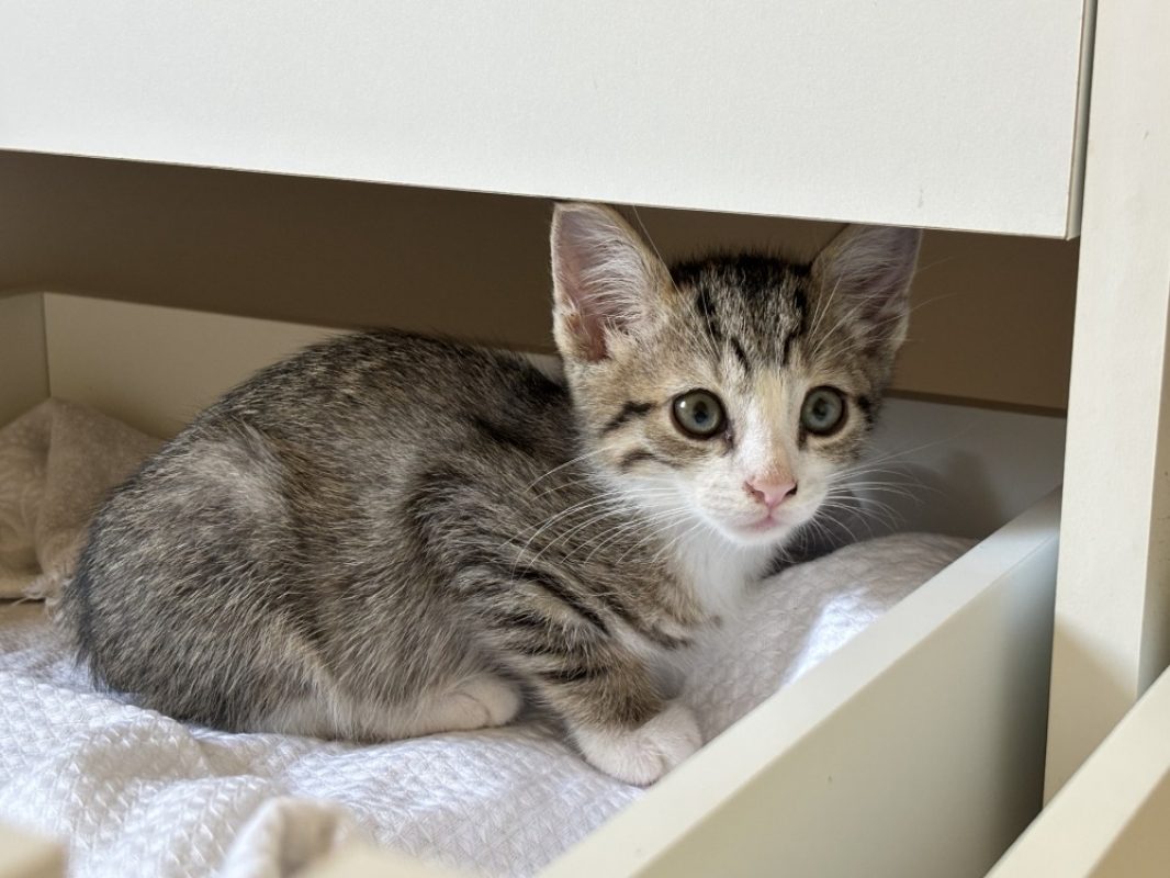 Moana - Chat Européen à adopter