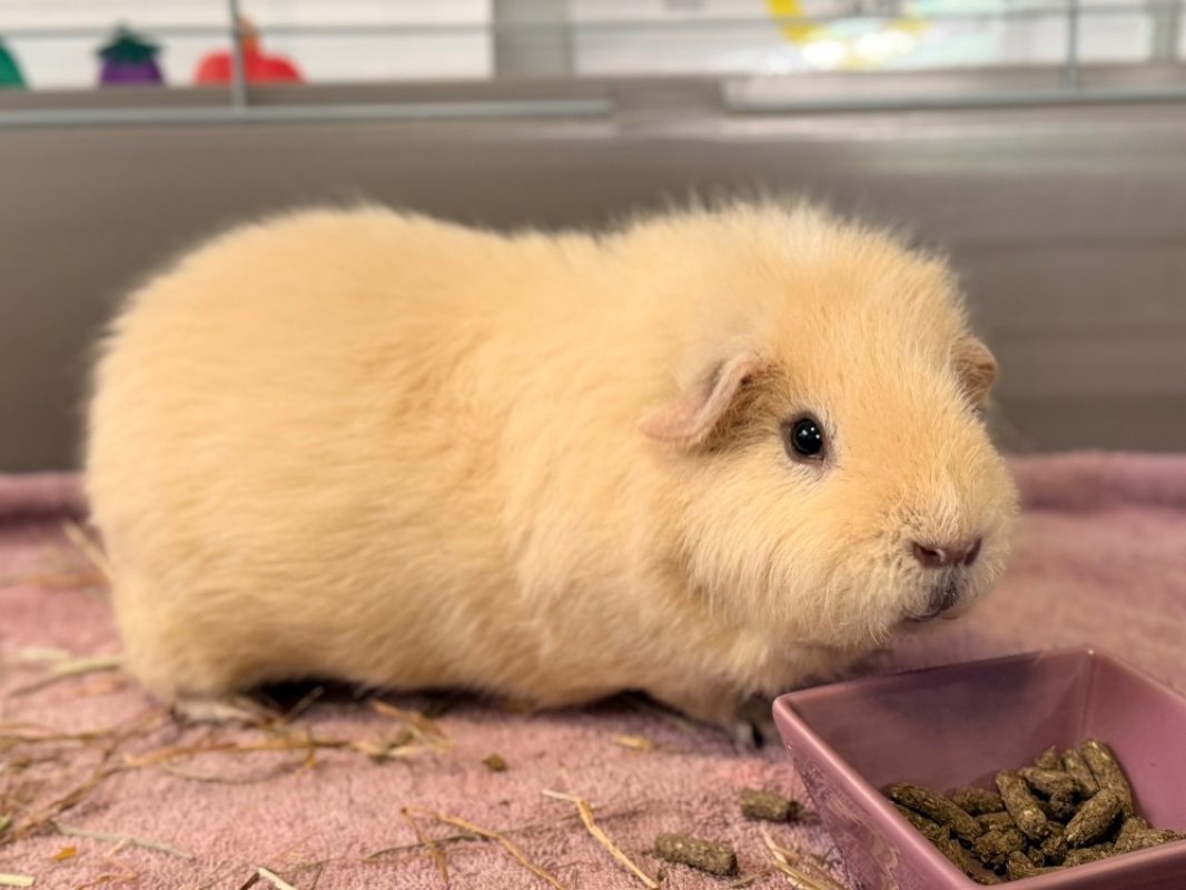 Choupi - Rongeur Cobaye à adopter