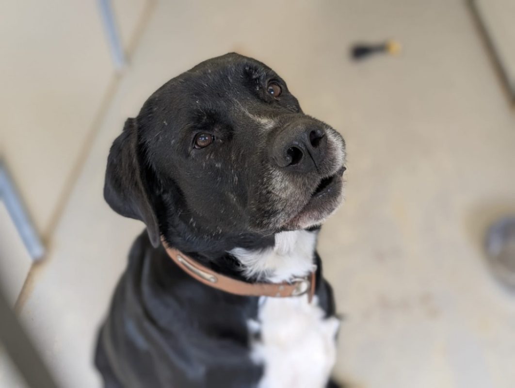 Balou - Chien à adopter