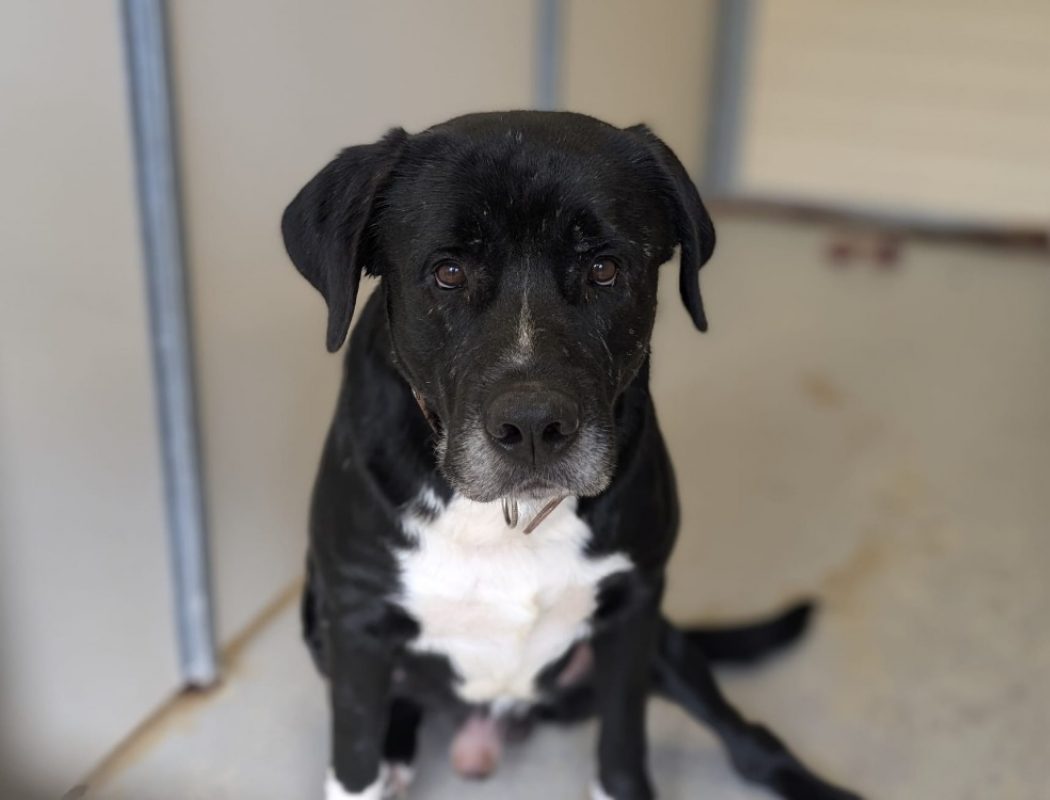 Balou - Chien à adopter - photo 2