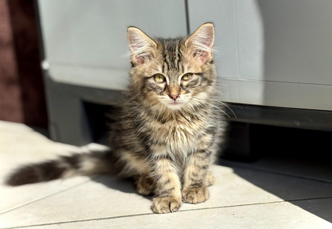 Bonite - Chat Européen à adopter