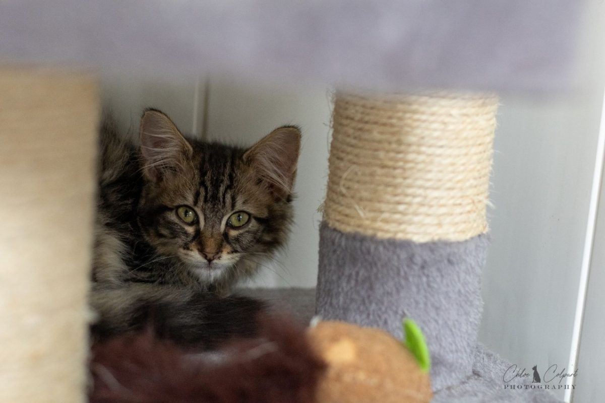 Bonite - Chat Européen à adopter - photo 2