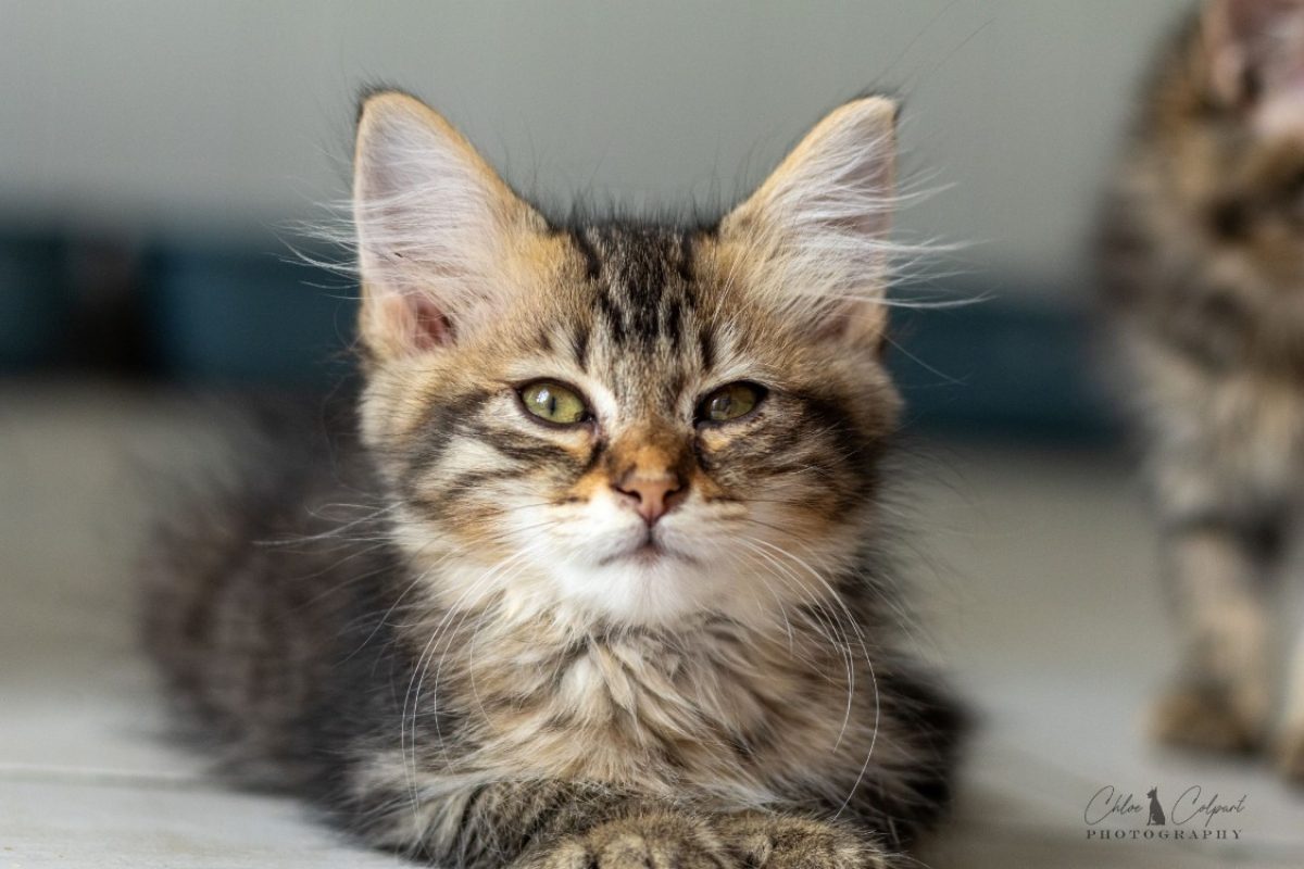 Sole - Chat Européen à adopter