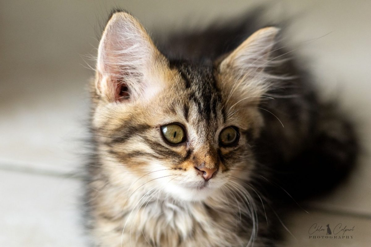 Sole - Chat Européen à adopter - photo 2