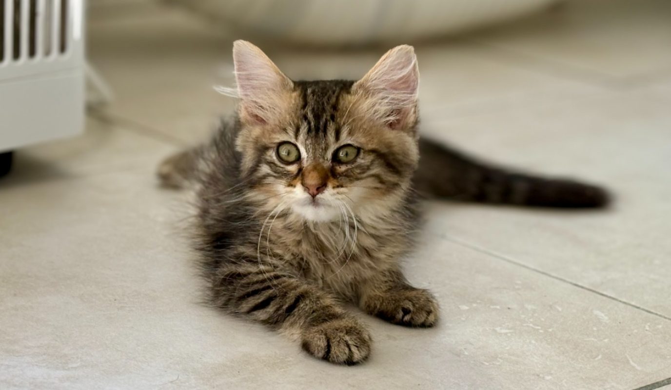 Sole - Chat Européen à adopter - photo 3