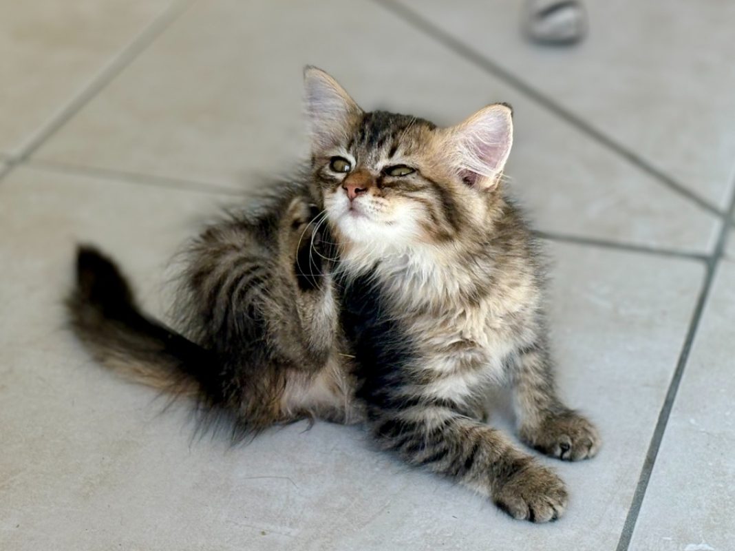 Sole - Chat Européen à adopter - photo 4