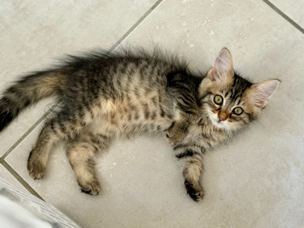 Sole - Chat Européen à adopter - photo 5