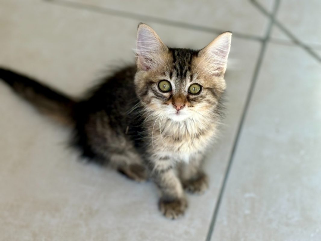 Sole - Chat Européen à adopter - photo 6