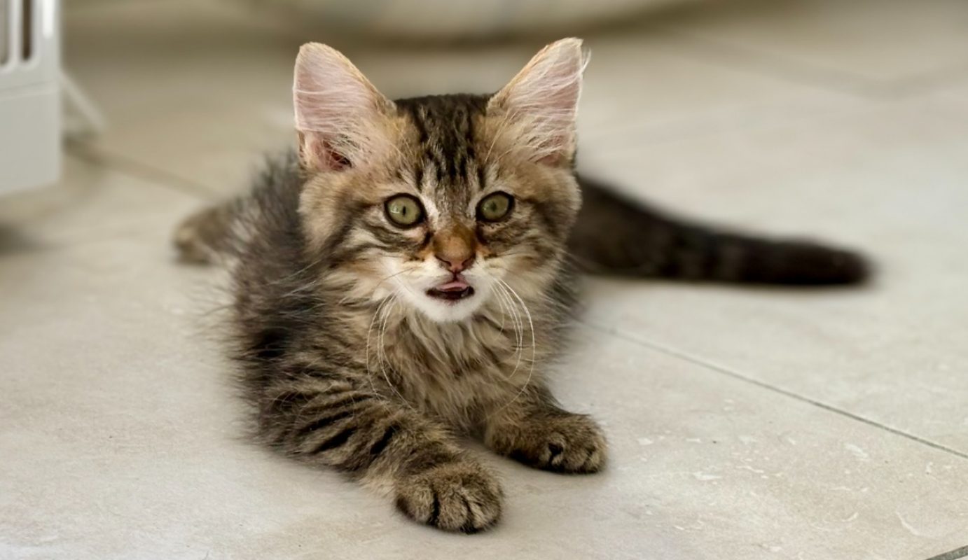 Sole - Chat Européen à adopter - photo 7