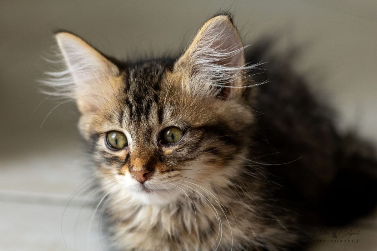 Sole - Chat Européen à adopter - photo 8